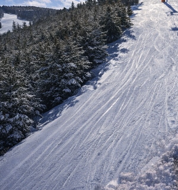 Sarıçam ormanının yanından geçen, kayak izleriyle dolu düzenli pist